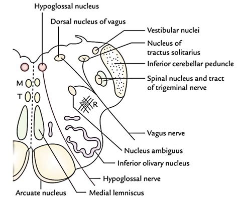 Medulla Oblongata Cross Section