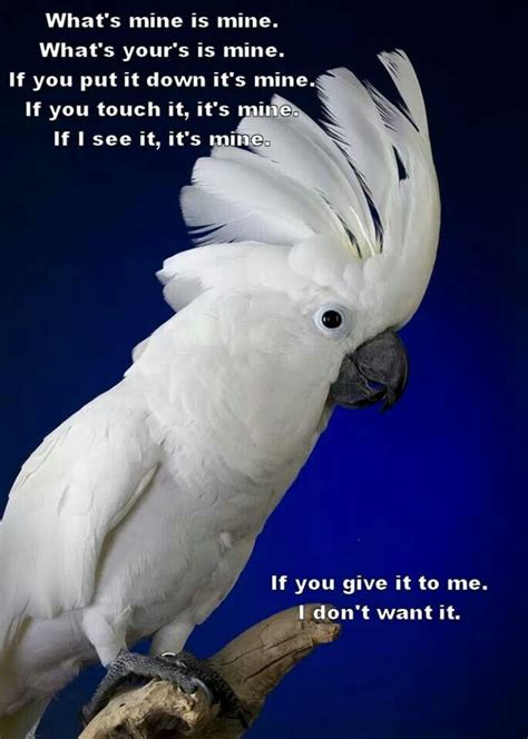 Yup! Thats a cockatoo for ya | Funny parrots, Parrot, Funny birds