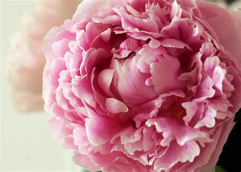 Pink Peony Wallpaper - WallpaperSafari