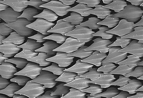 Shark, Dragon skin, Abstract iphone wallpaper