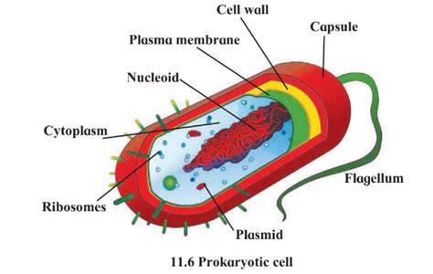 With the help of diagram describe Prokaryotic cell.