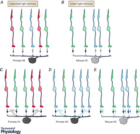 How do horizontal cells ‘talk’ to cone photoreceptors? Different levels ...