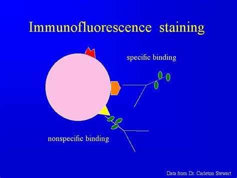 Immunofluorescence staining