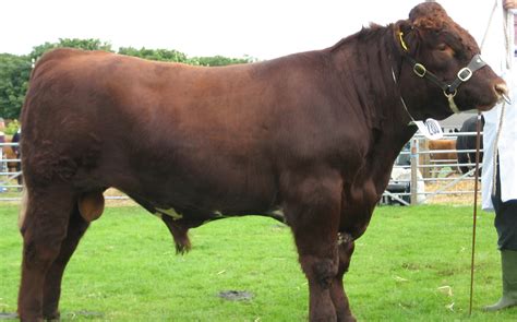 Shorthorn Cattle Breed – Everything You Need to Know