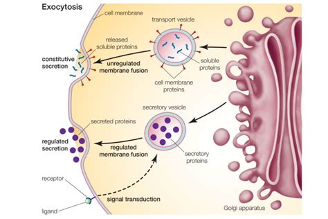 Exocytosis - Types, Steps, and Examples