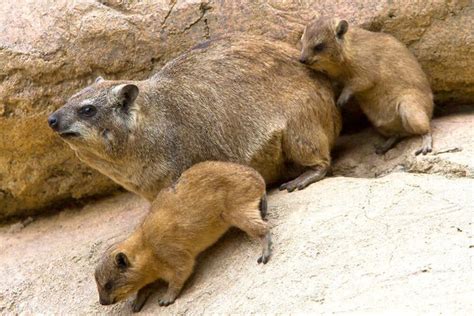 Rock hyrax - Alchetron, The Free Social Encyclopedia