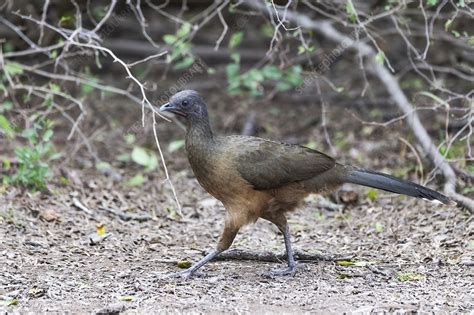 Plain chachalaca - Stock Image - C046/9861 - Science Photo Library