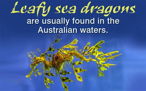 Leafy Sea Dragon Facts Dragon Facts, Leafy Sea Dragon, Marine Fish ...