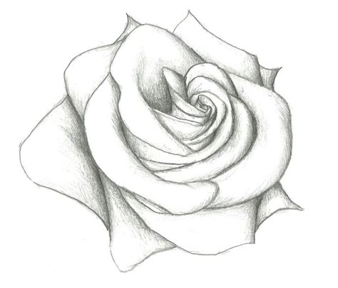 Rose Flower Drawings In Pencil Step By Step Easy Pencil Drawing Of ...