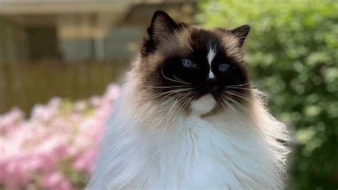 Ragdoll Cat: Breed Information Pros and Cons