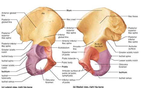 Anatomy Of The Ilium - ANATOMY