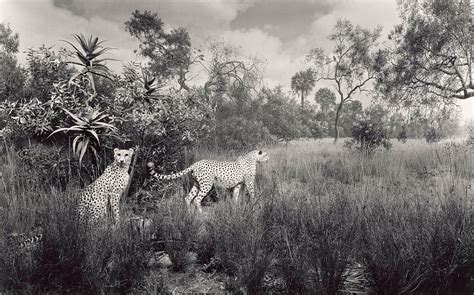 hiroshi sugimoto dioramas - Buscar con Google | Hiroshi sugimoto ...