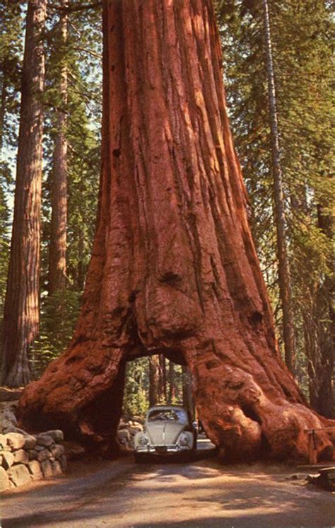 Mariposa Grove, Yosemite National Park, California | Redwood tree ...