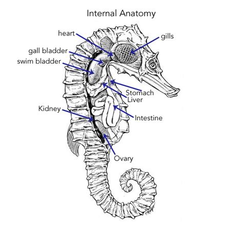 Seahorse anatomy – Artofit