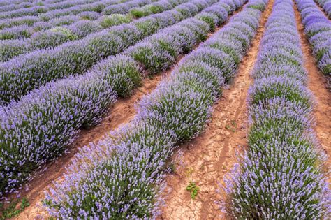 lavender rows Stock Photo by EdVal | PhotoDune