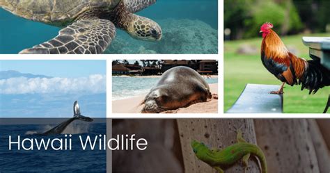 The Stunning Wildlife of Hawaii - Boss Frog's Rentals