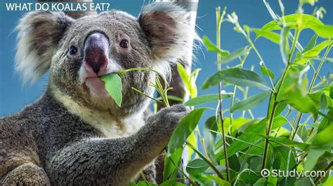 What Do Koalas Eat? - Lesson for Kids - Lesson | Study.com