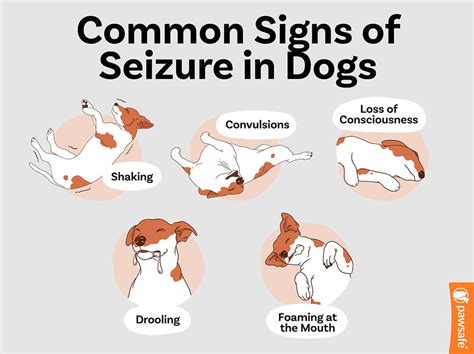 What Does a Dog Seizure Look Like? Understanding the Signs and Symptoms ...