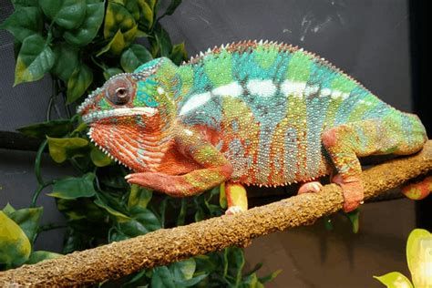 What Do Chameleons Eat In the Wild