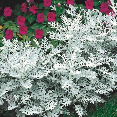 Dusty Miller Plant: How to Grow This Silvery Plant - Epic Gardening