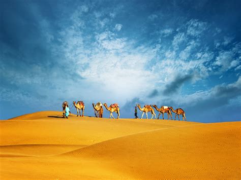 Top tips for booking a UAE desert safari | Time Out Dubai