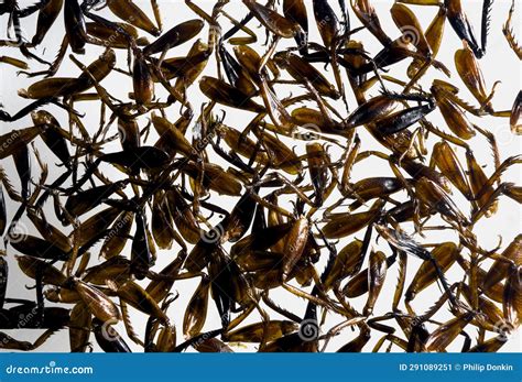 Cricket Insect Legs Left on Table after Being Eaten by Humans Stock ...