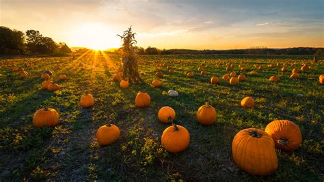 Pumpkin patch at sunset on a late afternoon in early autumn, Newton ...