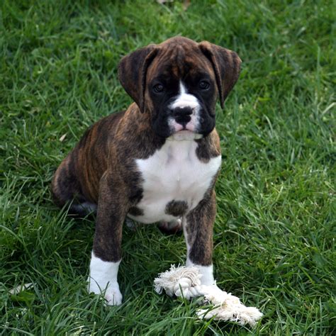 Cute Boxer Puppy in Grass