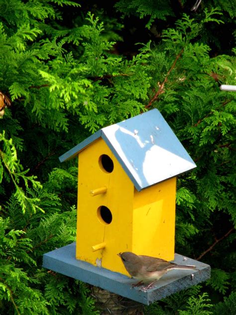 Yellow Finch Bird House Plans