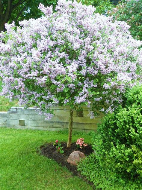 17 Best images about Flowering trees zone 7 on Pinterest | Tree peony ...