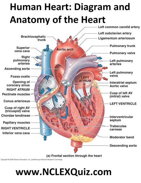 Human Heart: Diagram and Anatomy of the Heart - StudyPK | Heart anatomy ...