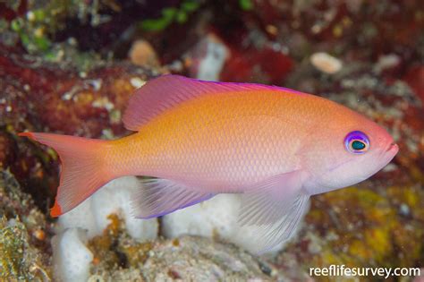 RLS | Pseudanthias hypselosoma