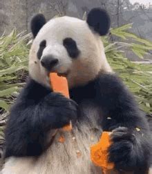 Embarrassed Panda GIF - Panda Oh God Embarrassed - Discover & Share GIFs