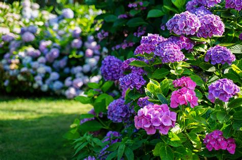 The New Pop Star Hydrangea Is Exactly What Your Garden Needs