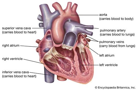 Parts Of The Heart And Their Functions