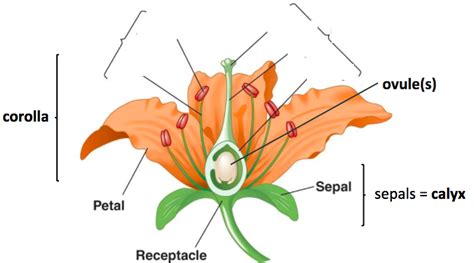 Bio: Plant Test: Flower Anatomy/Structure (carpel/stamen) Diagram | Quizlet