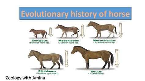 Evolutionary history of horse | @ZoologywithAmina - YouTube