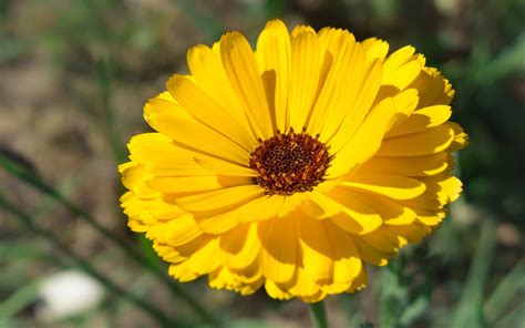 October birth flower: Marigold & Cosmos - Growing Family