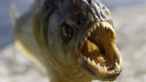 Jurassic-era piranha is world's earliest flesh-eating fish - BBC News