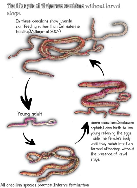 life cycle of caecilians by Udithraj on DeviantArt