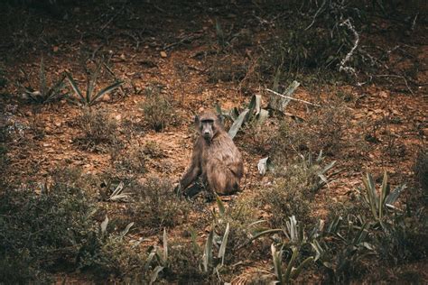 The intense gaze you're being met with comes from a Chacma Baboon and ...