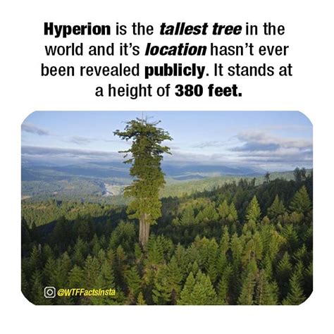 Tree, Giant tree, Hyperion