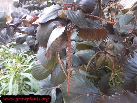 Acalypha wilkesiana - How to grow & care