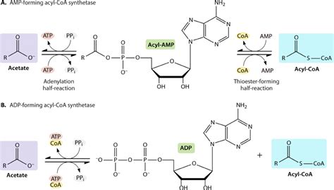 cellular respiration - Can a pyruvate reaction to acetyl coA be called ...