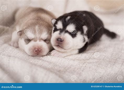 Cute Little Newborn Husky Lying Together and Sleeping Stock Image ...