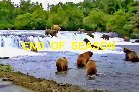 Live Streaming Brown Bear Webcam | Brooks Falls | Alaska