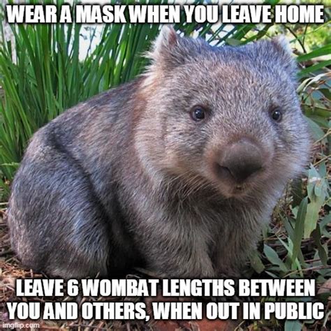 wombat Memes & GIFs - Imgflip