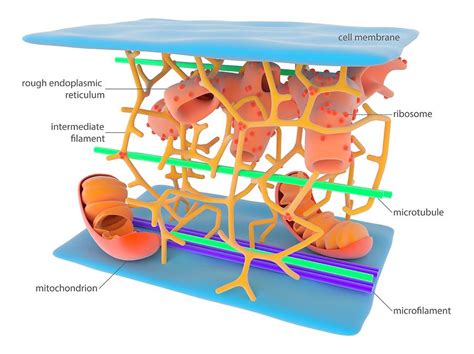 Cytoskeleton Photograph by Science Photo Library