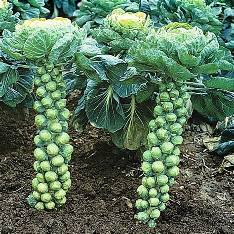 How to Grow Brussels Sprouts - Plant Instructions