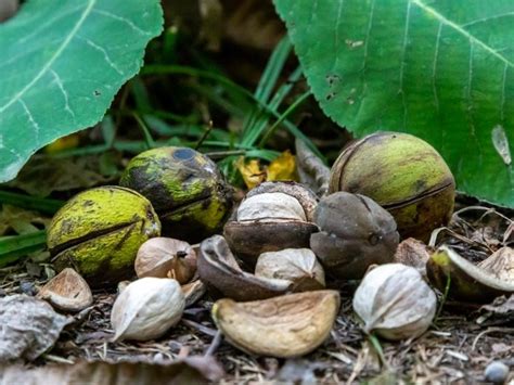 Storing Hickory Nuts - When And How To Harvest Hickory Nut Trees